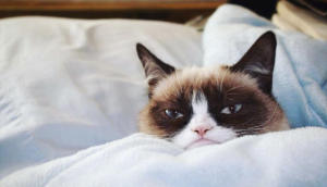 Murió la gata “Grumpy Cat”, la más famosa de la web