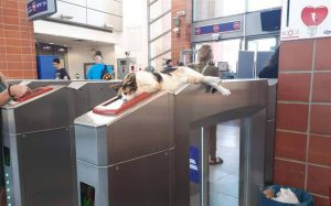 Gatito sorprende como «guardia» del Metro