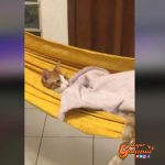 Gato vive a cuerpo de rey en una casa en México y sorprende en redes sociales