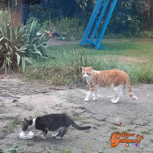 Gatito se hizo amigo de un felino abandonado y lo llevó a vivir a su casa