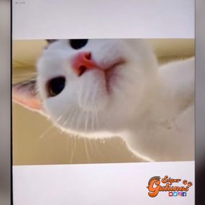 Gato se toma selfies con la Tablet de su cuidadora mientras ella no está en la casa