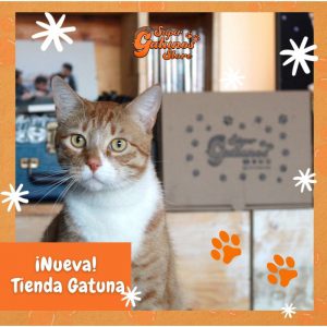 Conoce nuestra nueva «Tienda Gatuna»