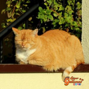 Advierten sobre el cuidado de nuestros gatos ante una nueva ola de calor