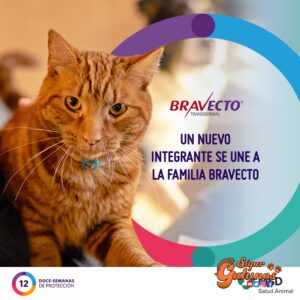 Sabías que cada pulga en un gato pone hasta 50 huevos por día y éstos se esparcen por toda tu casa