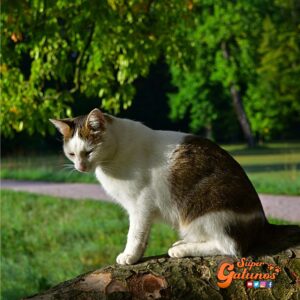 Solicitan ayuda para dar con los autores de brutal maltrato animal a un gatito en Castro