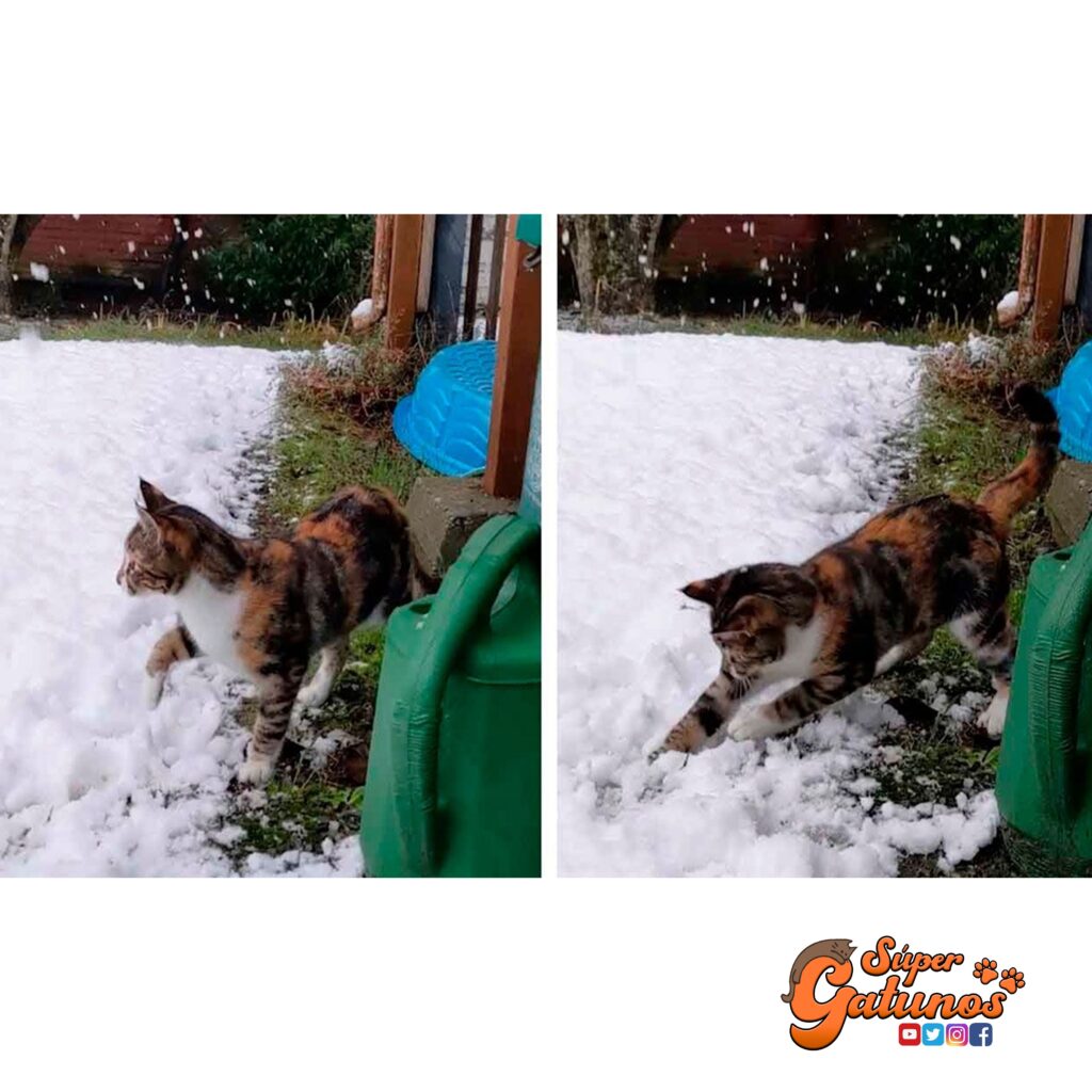 Reacción de una gatita que toca la nieve por primera vez se vuelve viral en  YouTube