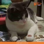 Gato «mago» sorprende en redes sociales al imitar un truco con una moneda