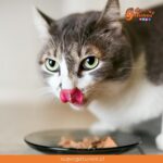 ¿Sabías que nuestros gatos pueden comer hasta 20 porciones de alimento al día?