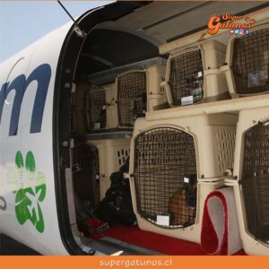 Ofrecen traslado de mascotas en aviones privados para todo el mundo