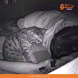 ¿Sabías que el instinto cazador de nuestros gatos se activa por las noches?