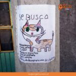 Niño busca a su gato perdido con tiernos afiches pegados en las calles