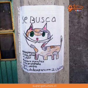 Niño busca a su gato perdido con tiernos afiches pegados en las calles