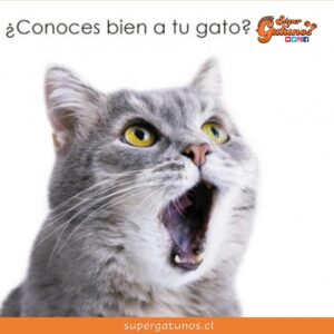 Nuevo libro responde la interrogante si son felices los gatos con nosotros