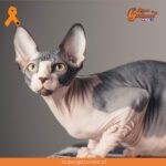 ¿Sabías que los gatos egipcios necesitan una higiene especial en su piel?