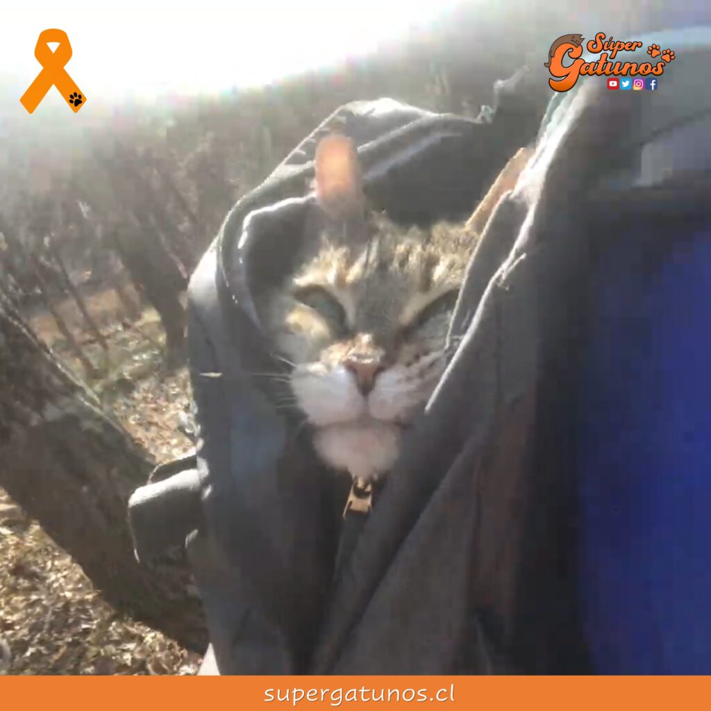 Lleva a pasea al bosque a su gata viejita para que pase feliz sus últimos  días