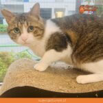 Canal de Twitch japonés transmite 24/7 qué hacen los gatos de un refugio