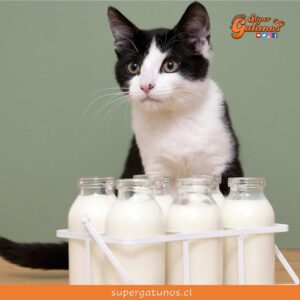 ¿Sabías que los gatos no necesitan tomar leche cuando son adultos?