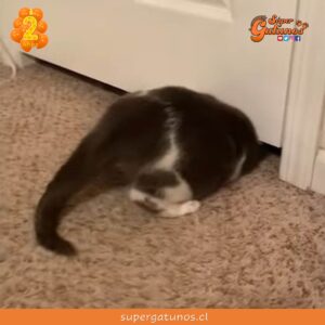 Gatita “flexible” sorprende al pasarse por debajo de una puerta