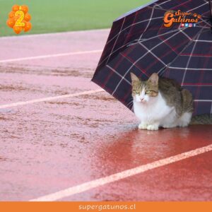 ¿Sabías que la lluvia estresa y pone nerviosos a nuestros gatos?