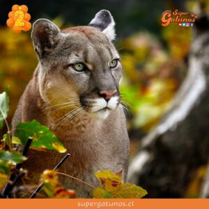 Familia de Río Bueno denuncia que un puma ataca a sus animales