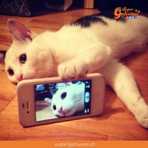 Descubre Cat Snaps, la app para que nuestros gatos se saquen selfies