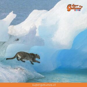 Puma que estaba atrapado sobre un iceberg en la Patagonia se habría salvado solo