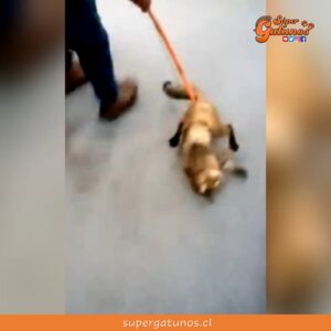 Confirman que gatito golpeado en Banco Itaú murió por agresiones