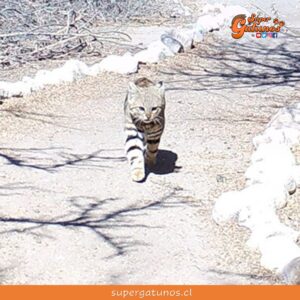 Captan nueva especie de felino en Monumento Natural Picaflor de Arica