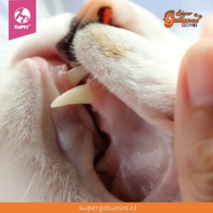 Participa en la charla sobre cómo cuidarles los dientes a nuestros gatos