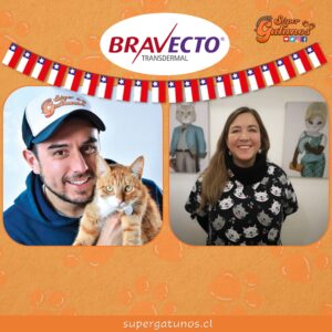 ¿Qué cuidados debemos tener con nuestros gatos en Fiestas Patrias?