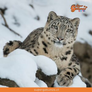 Hoy celebramos el Día Internacional del Leopardo de las Nieves